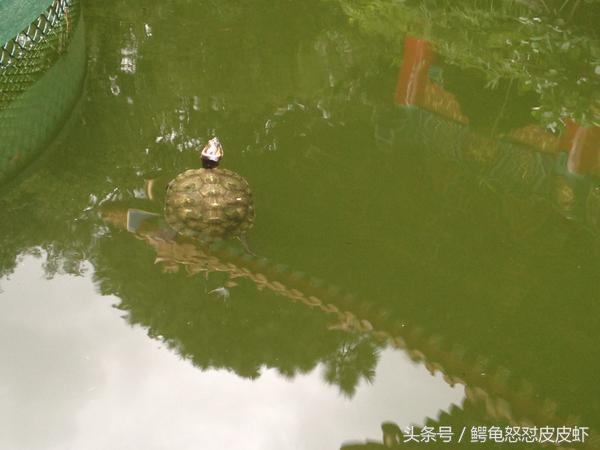 各种宠物龟饲养方法大全,宠物龟超容易养活饲养指南多图