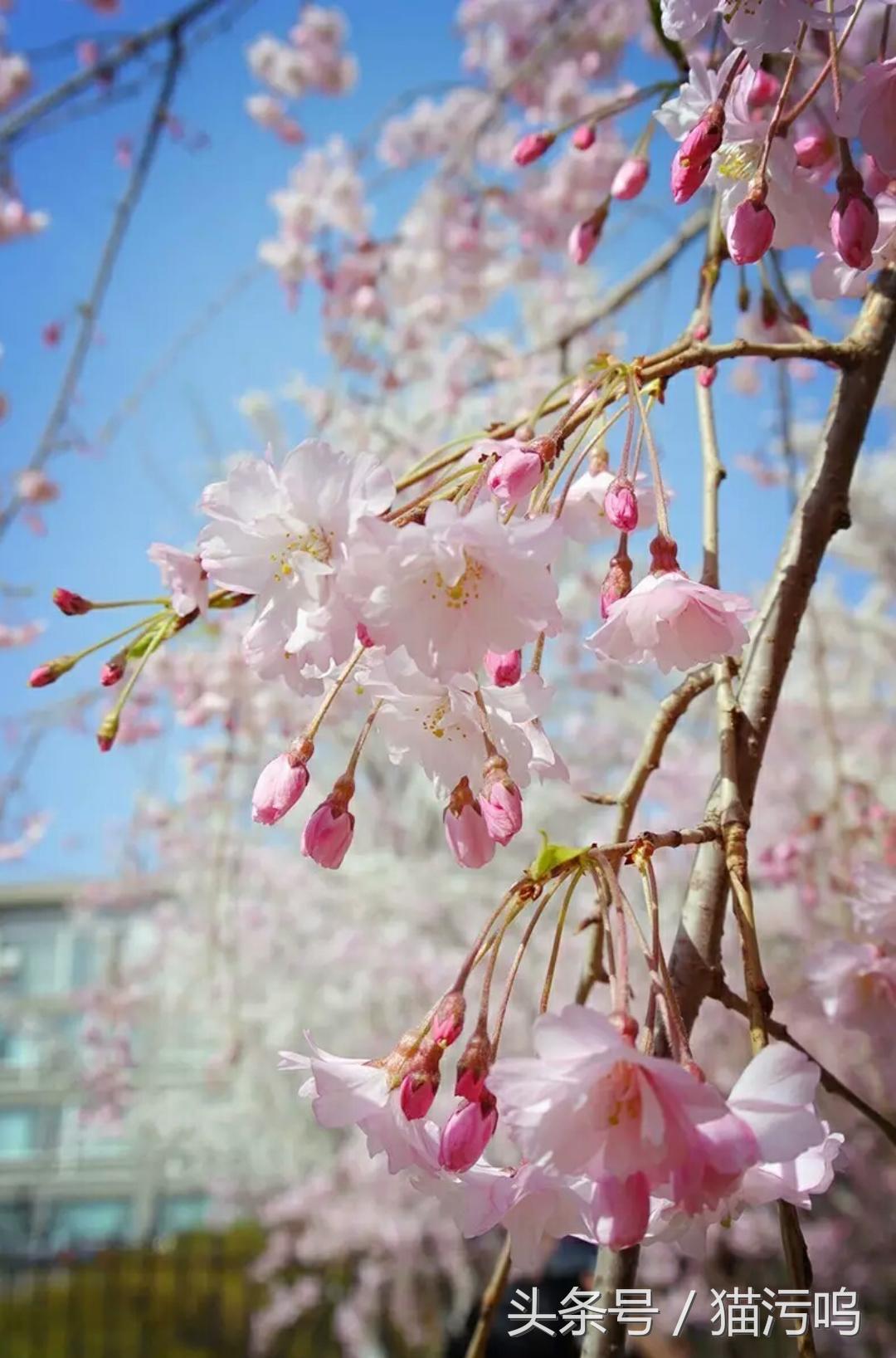 花的海洋让人心情愉悦,花的海洋真实图片大全