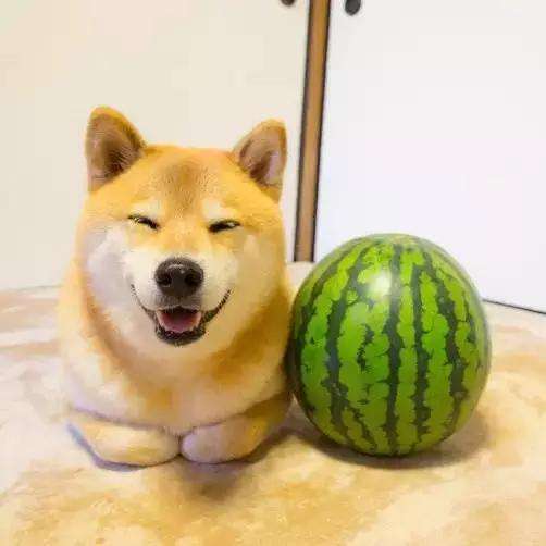 想养一只狗但是父母不同意怎么办,想养猫家里人不同意怎么办