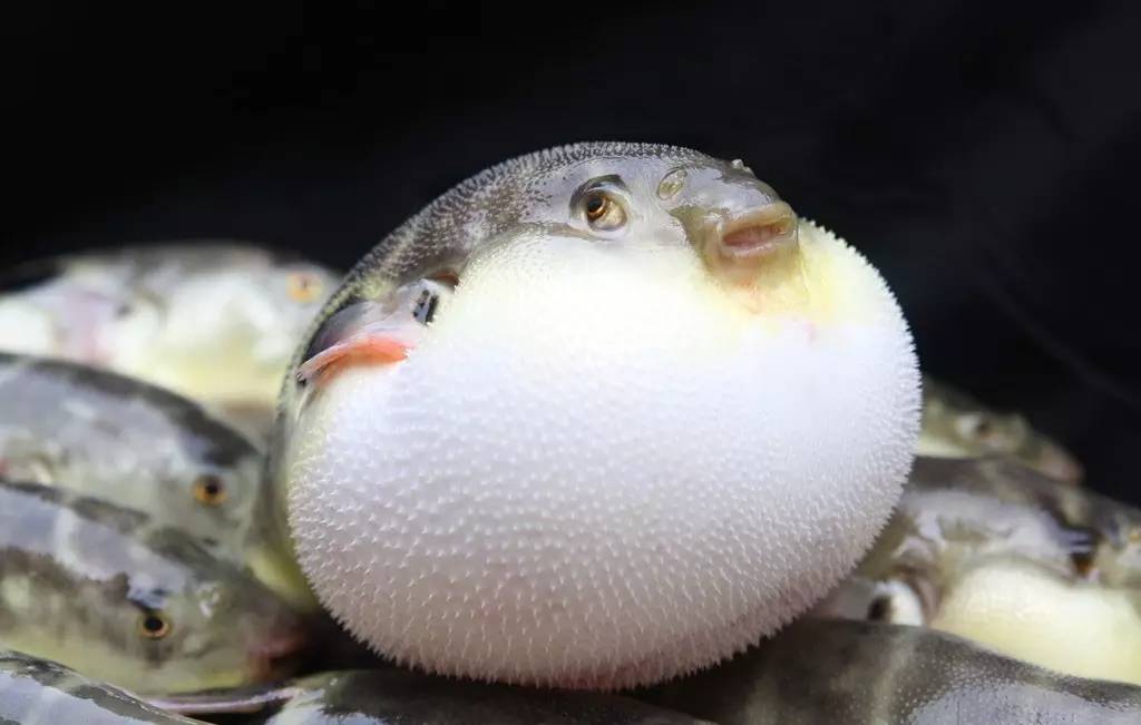 江鲜春季,春天江鲜