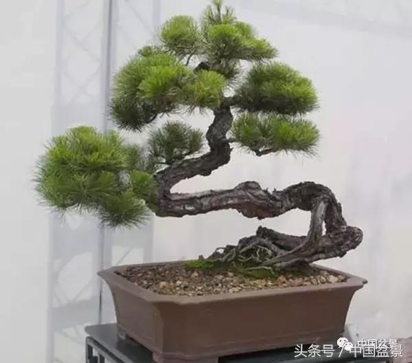 山松移植后黄叶,山松下山桩一月份怎么黄叶了