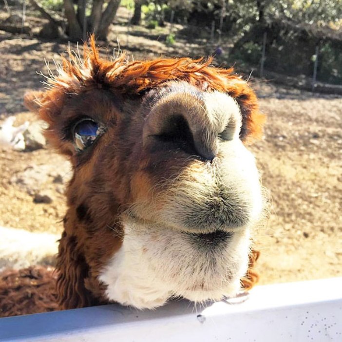 羊驼很逗的视频,羊驼太逗了