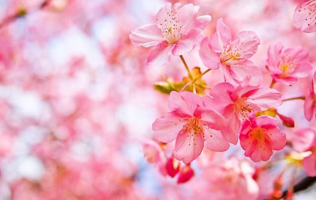 一口鲜澈的桃花醉，仿佛春色就在唇边