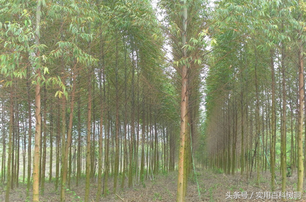 桉树为什么叫霸王树,桉树为什么是生长最快的树