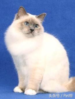 世界名猫品种大全图片及名字介绍,世界名猫品种及价格表