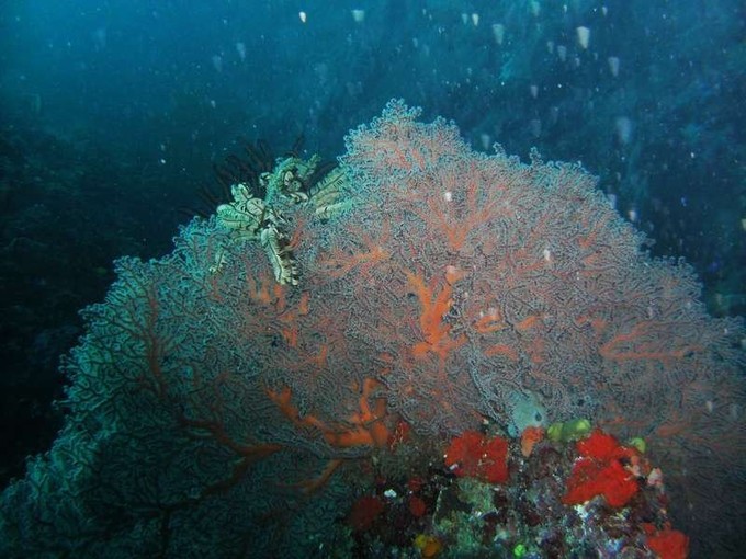 没水母湖的帕劳,帕劳水母湖怎么去