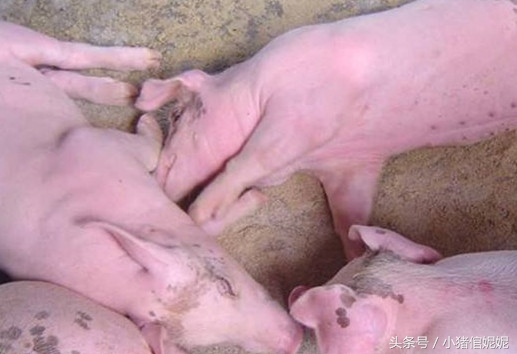 猪场里猪胀气怎么预防,育肥猪胀气的治疗方法