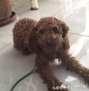 包头市认领狗狗,包头狗狗救助