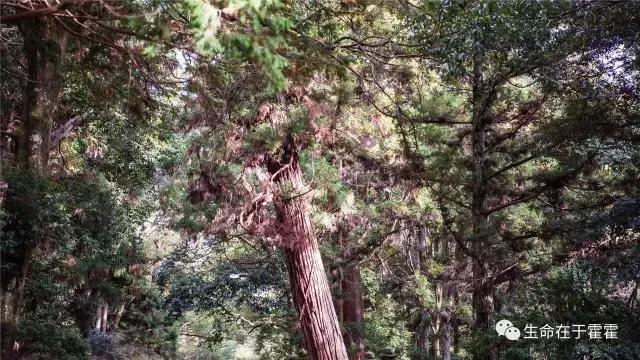 拉面 · 自动贩售机 · 雪｜云之彼岸的日本欢脱之旅