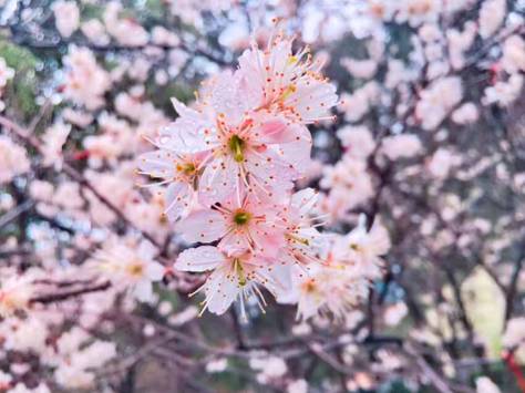 早春樱花系列 (樱花粉嫩款推荐)