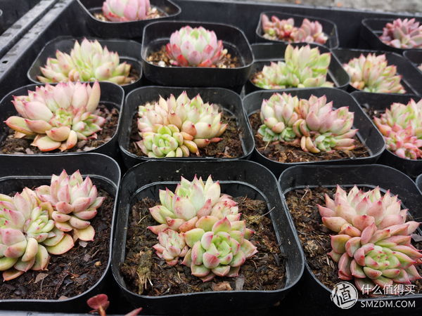 美图t8最新款,美图t8天蓝