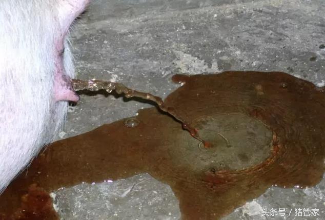 母猪排尿困难怎么回事,产后母猪尿少尿困难怎么治疗