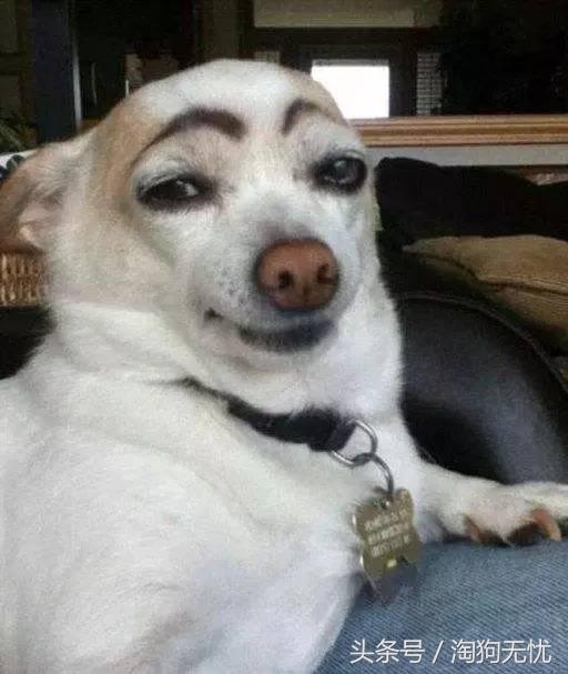 春天来了狗狗也撒欢,春天来了你家的狗能管好吗