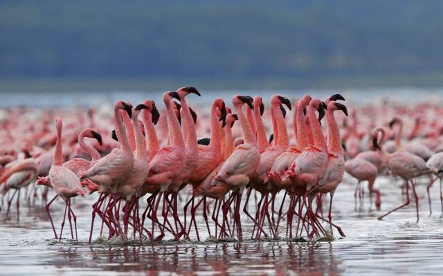 迪拜海边珍珠 (迪拜潜水探险)
