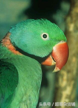亚历山大鹦鹉都会说话吧,亚历山大鹦鹉怎么分品种