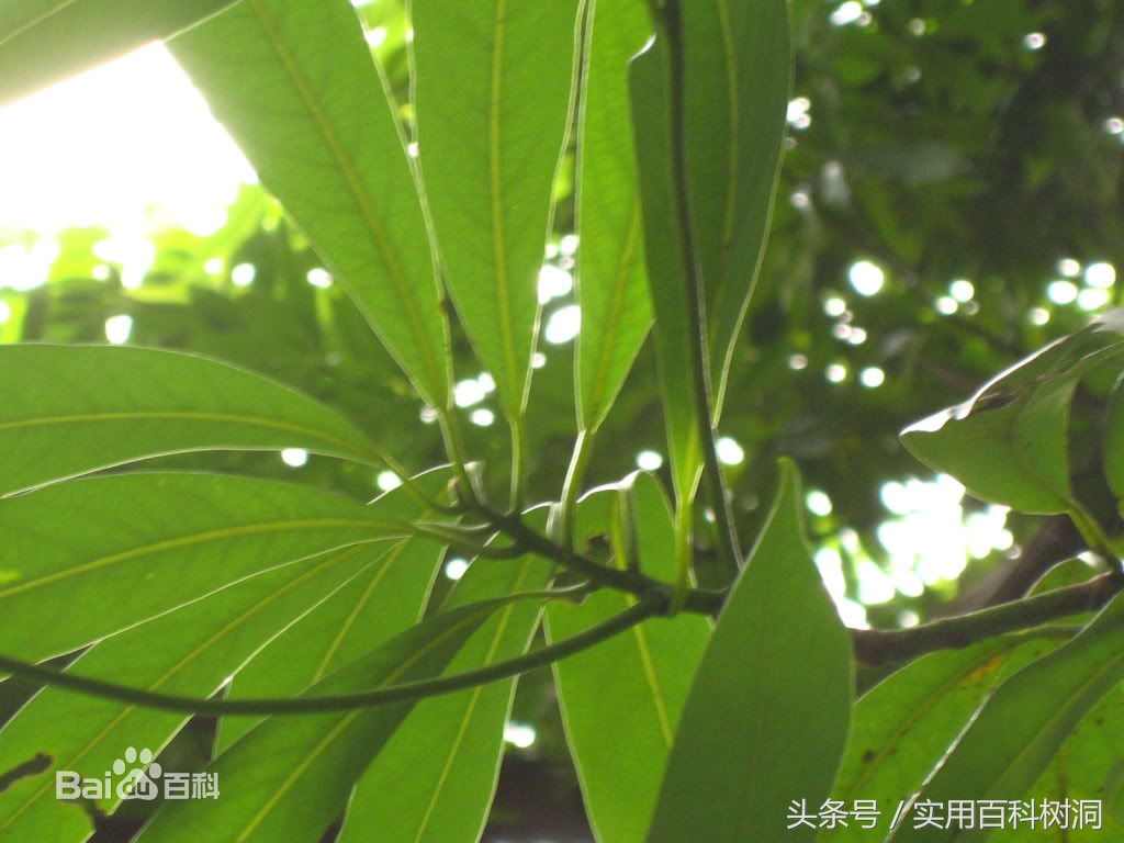 桉树为什么叫霸王树,桉树为什么是生长最快的树