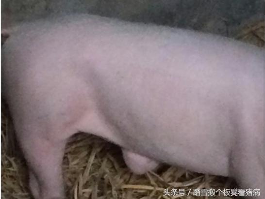 猪脐疝是什么该如何防治,养猪人猪病防治方法
