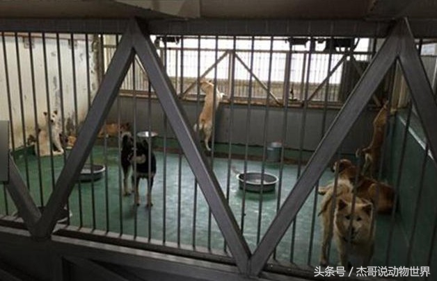 韩国人用气体将狗狗安乐死，死的这么痛苦请问是安乐死吗？