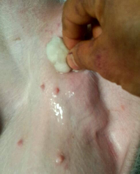 仔猪疝气怎样辨别,割仔猪疝气的正确方法