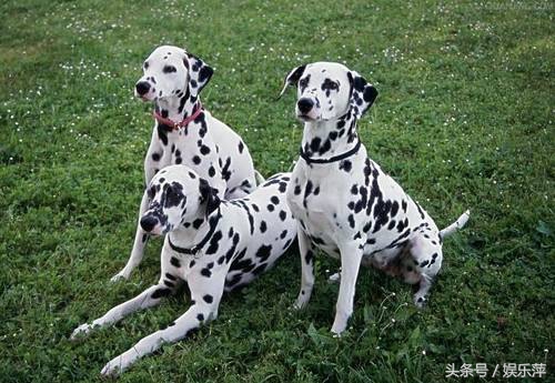 顶配斑点狗,斑点狗推荐吗