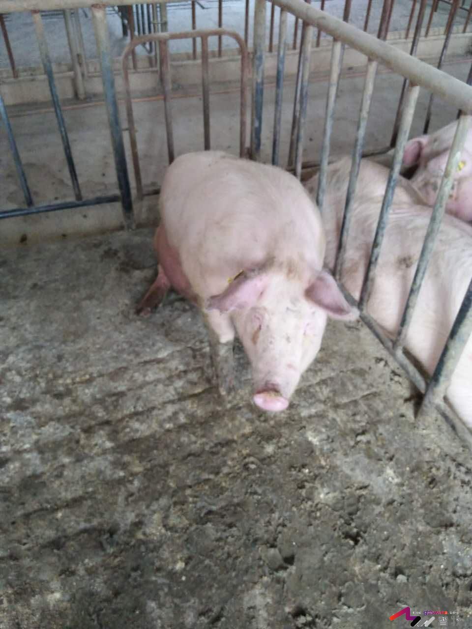 母猪犬坐的原因分析，多图-樊福好健康管理论坛-聊天全记录