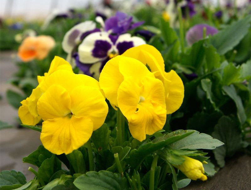 三色堇庭院图片,三色堇可食用盆栽