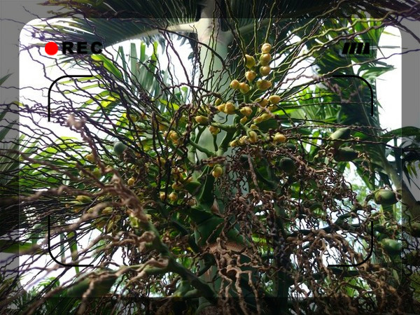 老海骑行海南,骑行海南与星辰大海相遇