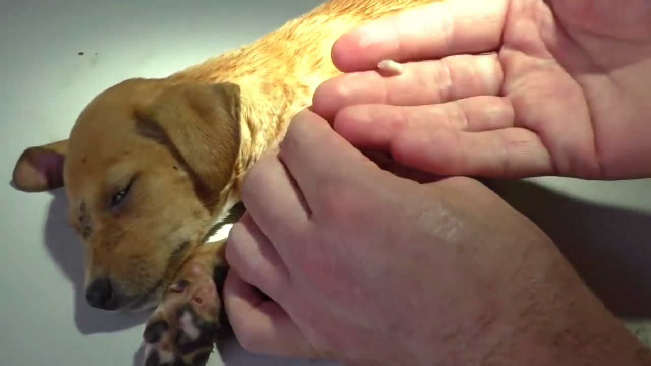 怎么才能防止狗狗走丢,什么方法防止狗狗走丢了