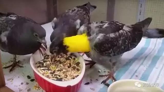 一只断颈鸽子受到爱和呵护~暖哭了