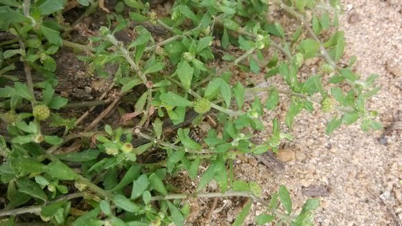 它们都是鼻炎的克星，但很多人都不认识它们，更不知道它们的用处