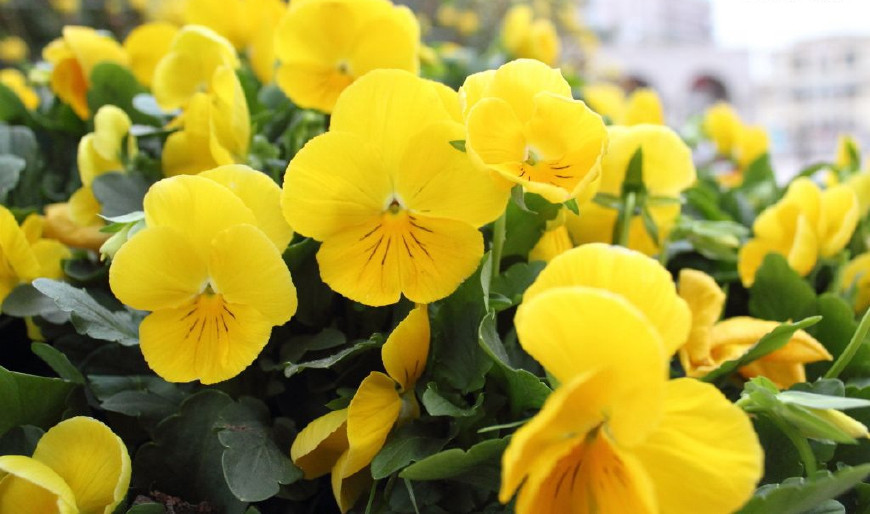 三色堇庭院图片,三色堇可食用盆栽