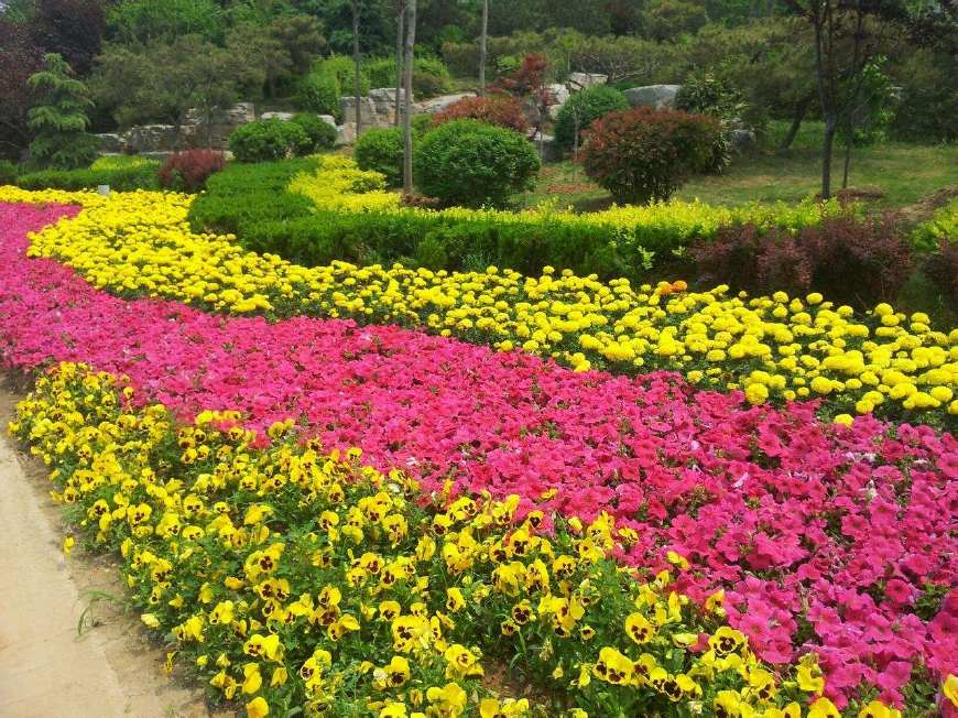 三色堇庭院图片,三色堇可食用盆栽