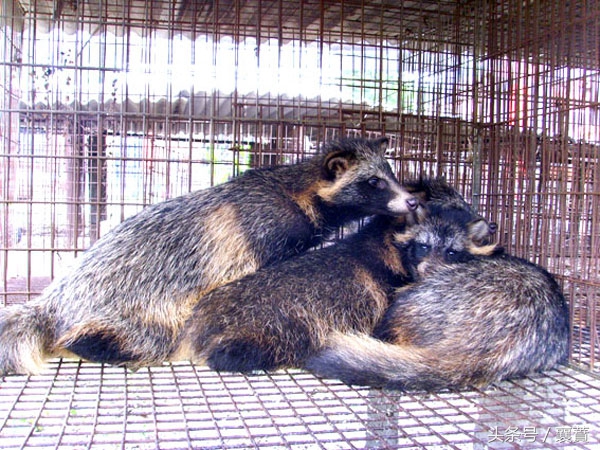 不是*局骗**但是赚钱很难,4种毛皮动物发展受阻