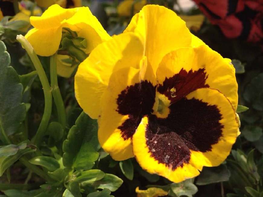 三色堇庭院图片,三色堇可食用盆栽