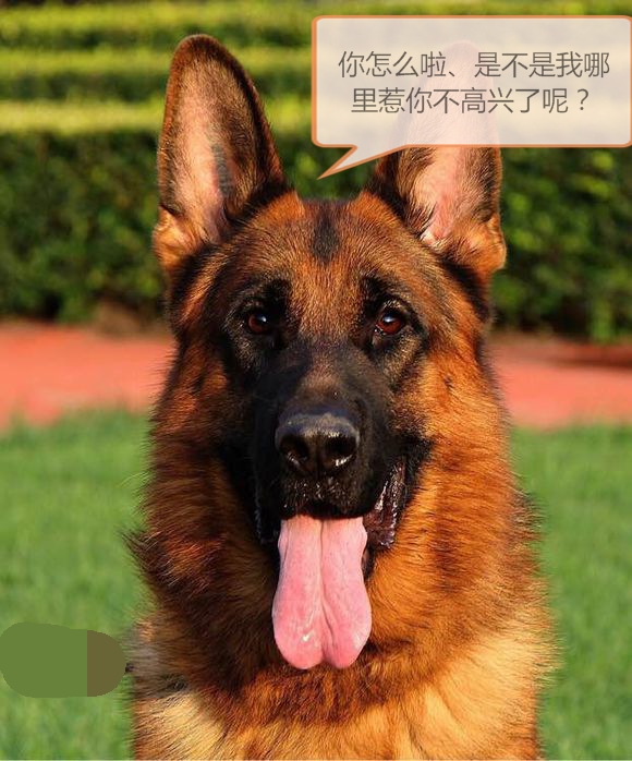 狗狗告诉你什么叫忠诚,哪些星座男生怕女生哭了呢