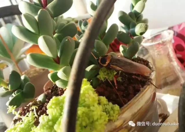 小心！这些坏蛋会吃多肉哦！