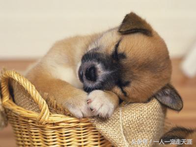 狗狗撕尿垫怎么办,狗狗撕被子怎么办