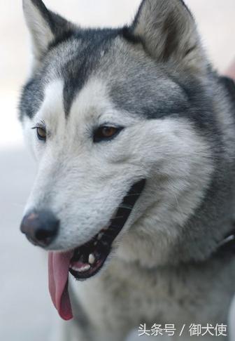 哈士奇怎么养?最正确的哈士奇饲养方法