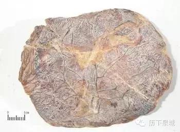 胎盘到底是啥样的,胎盘子宫后壁