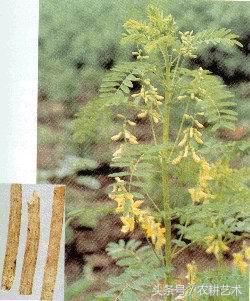 茎块中草药图谱大全,本草纲目中草药图谱