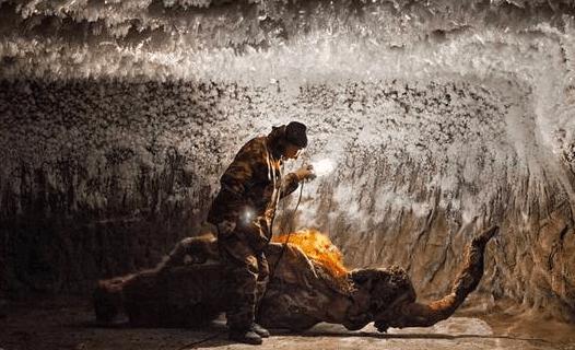 中国挖猛犸象牙 (俄罗斯人挖掘猛犸象牙)