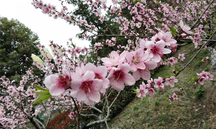 精选:武汉周边小众旅行地,田园生活美成诗!