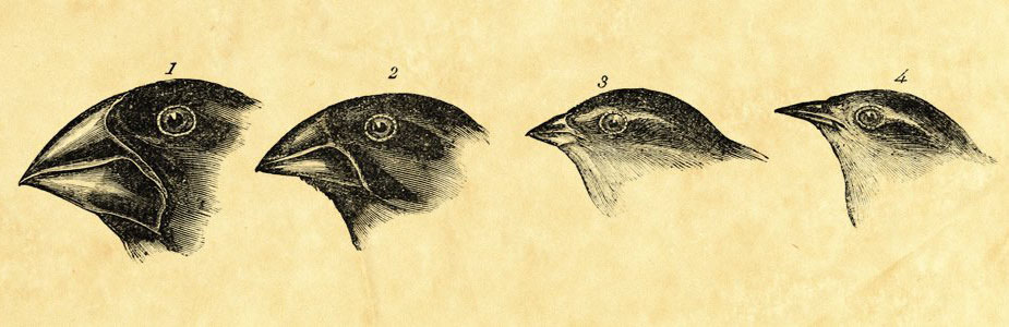 关于进化论的真相,为什么说进化论是错的