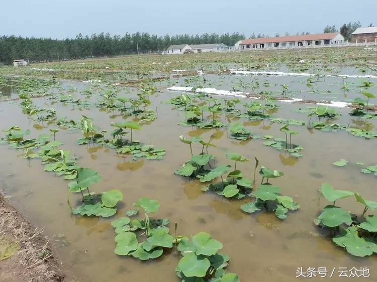 莲藕田的杂草用什么药可以除掉,有莲藕田长草怎么办
