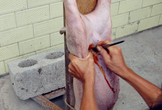 农村给猪羊做绝育手术,大猪场怎么给猪仔做绝育