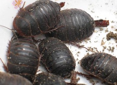 人工养殖鳖怎么养得活一些,地鳖养殖