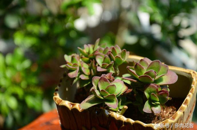 多肉天狗之舞完整版,每天带你认识不同的多肉植物