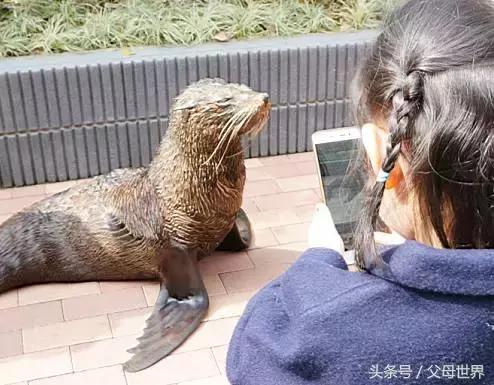 一个从来没用过童车的爸爸抱着孩子去日本水族馆吓人了!