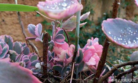 多肉百科之玉吊钟：一个从叶边发芽的多肉