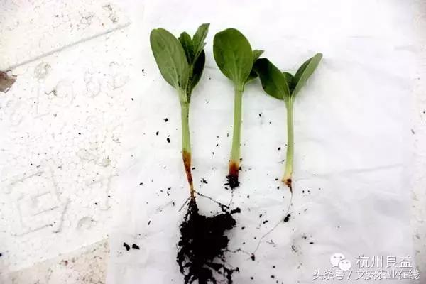 西瓜六必治瓜类六大病害一招搞定,西瓜病害六必治